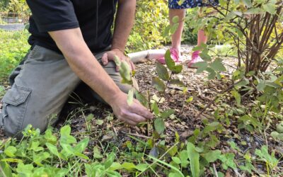 Des ateliers nourriciers gratuits cet automne !